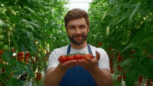 Jordbrukare som visar tomatskörd i ekologiskt odlade växthus ler — Stockvideo