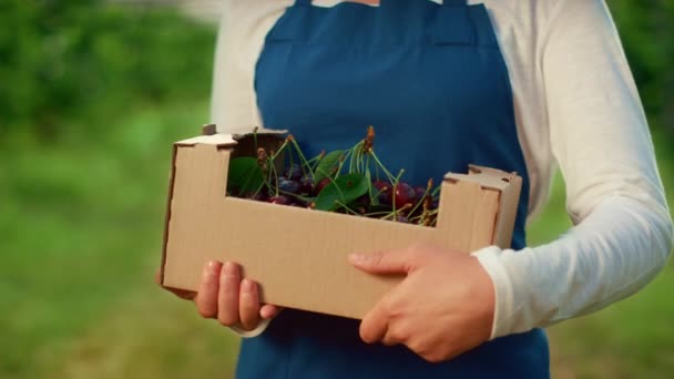 Hands holding garden box with fresh cherry at agriculture fruit plantation. — Stock Video