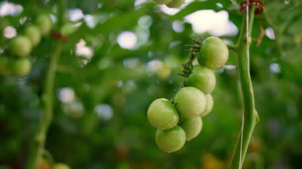 Вологий зелений томатний стовбур вирощує сільськогосподарські плантації. Аграрне походження — стокове відео