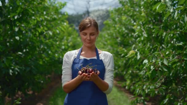 Agronomo presente raccolto ciliegia nel frutteto. Donna contadina mani che tengono bacca — Video Stock