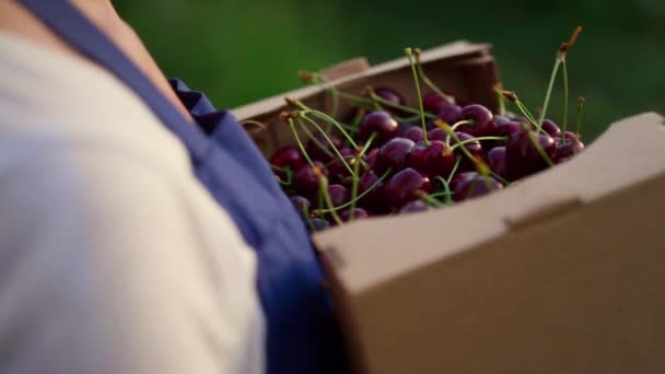 Majitel zemědělského podniku držící třešně plodiny ekologická produkce v ekologické bedně na ovoce. — Stock video