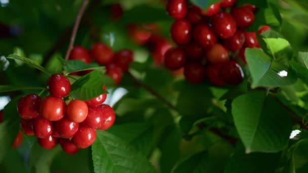 Söta bär på grenen träd. Smaklig säsongsbetonad frukt. — Stockvideo