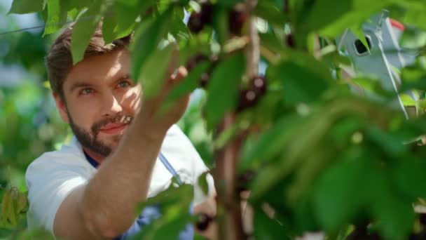 Портрет робітника ферми, що збирає свіжі червоні сільські вишневі гілки, посміхаючись — стокове відео