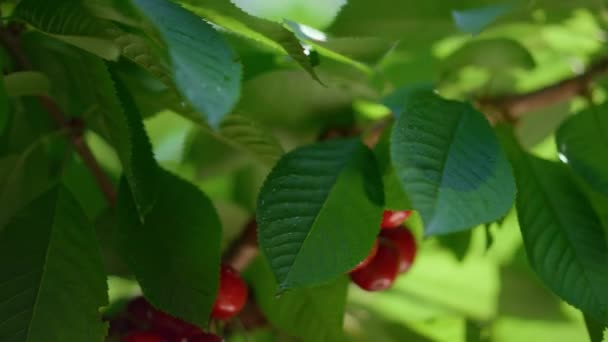 Ripe cherry fruit branch swaying wind closeup. Macro garden background. — Stock Video