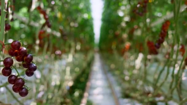 Зелена вишнева плантація помідорів. Оганова агрокультурна невелика промисловість — стокове відео