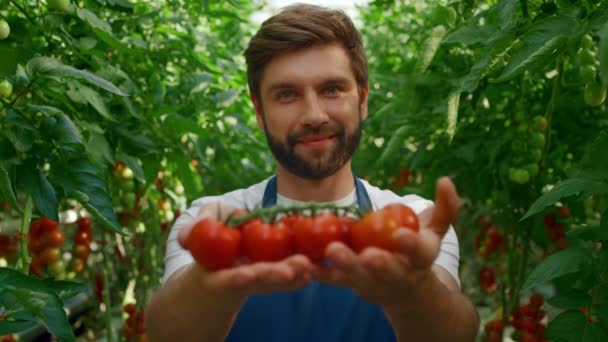 Muž zahradník drží sklizeň rajčat v zelené zahradě s úsměvem — Stock video