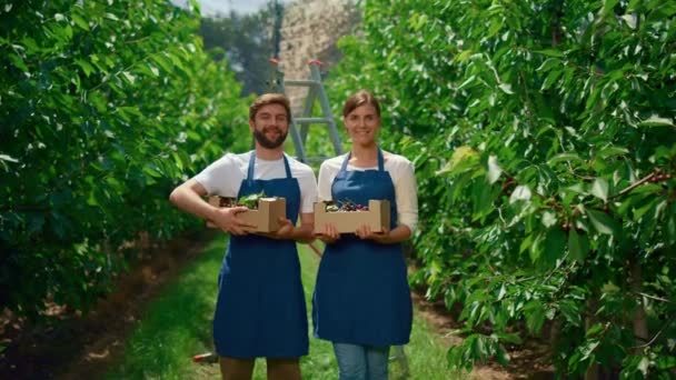 Family farmers showing harvest cherry holding fruit crate in greenhouse garden. — Stock Video