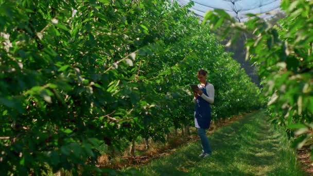 ผู้หญิงนักเกษตรศาสตร์รวบรวมข้อมูลวิเคราะห์การเติบโตของพืชบนแท็บเล็ตการปลูก — วีดีโอสต็อก