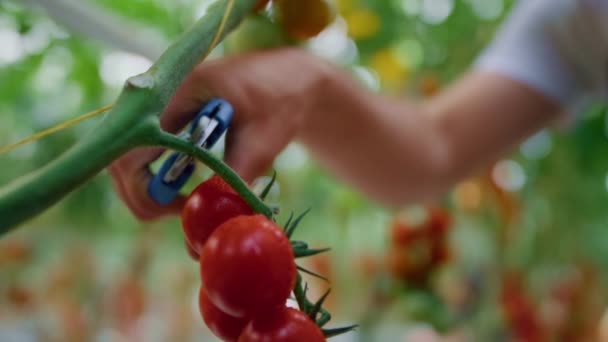 Primer plano agrónomo mano recoger verduras en invernadero tecnológico — Vídeo de stock