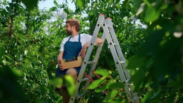 Ιδιοκτήτης γεωργικής επιχείρησης που συλλέγει φρέσκα κλαδιά κόκκινου κερασιού σε εντυπωσιακή φυτεία — Αρχείο Βίντεο