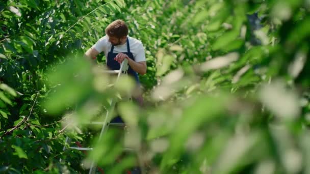 Man agronomist plukken biologische kersen fruit in zonnige zomer boomgaard concept — Stockvideo