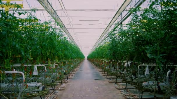 การปลูกพืชมะเขือเทศเรือนกระจกการเพาะปลูกใบสีเขียว พื้นหลังพุ่มไม้ฟาร์มเกษตร — วีดีโอสต็อก