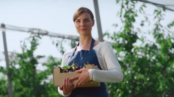 Donna agronomo in possesso di scatola di bacche a soleggiata moderna piantagione agricola . — Video Stock