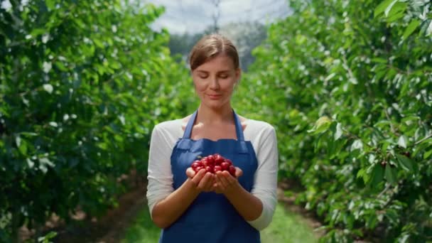 Підприємець руками тримає вишневе врожаю в літній час фруктовий сад бізнес ферми — стокове відео