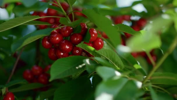 Röda körsbärsfrukter i trädens blad. Färsk hemlagad vegetarisk dessert äta — Stockvideo