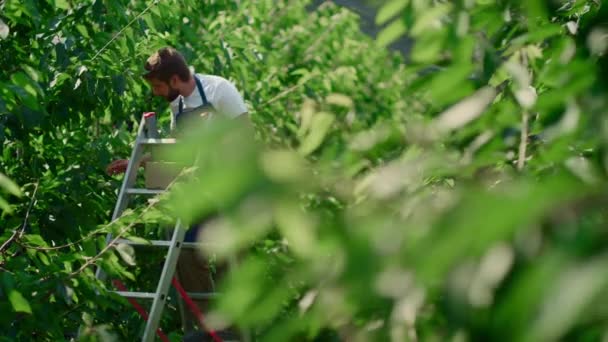 緑の日当たりの良いプランテーションの木からベリーフルーツを集める農家の男性労働者 — ストック動画