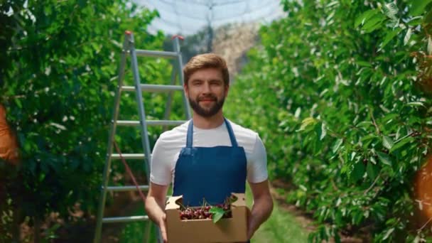 Jardinero presentando cesta de fruta de cereza de cosecha en invernadero huerto soleado. — Vídeo de stock