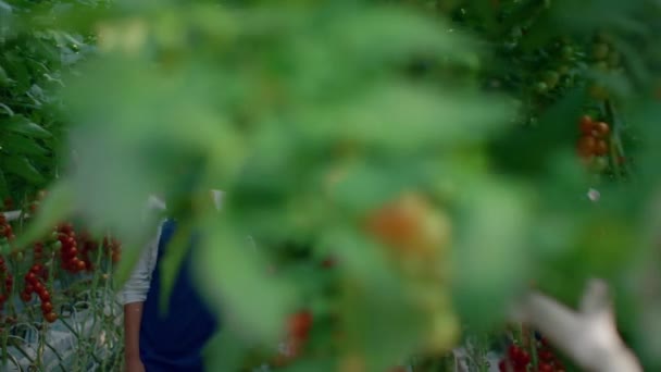 Работники фермы изучают выращивание помидоров в современном плантационном доме. — стоковое видео