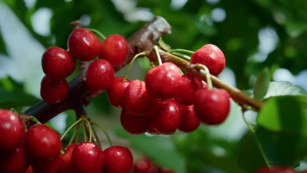 Surt röd frukt gren mognande trädgård träd närbild. Säsongskoncept för vitaminer. — Stockvideo