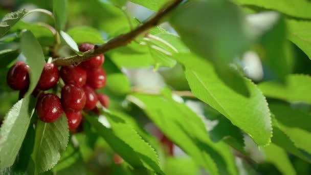 Kirsebærfrukt i grønt løv på nært hold. Landdistriktsdelende sesong. – stockvideo