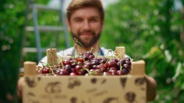 Biznesmen uprawiający jagody wiśni w organicznej skrzyni owoców w ogrodzie szklarniowym. — Wideo stockowe