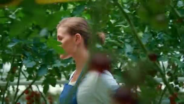 Vrouwelijke landarbeider die tomatenplantage loopt. Werkman in schort op zoek oogst. — Stockvideo