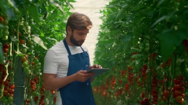 Teknolojik aygıt domateslerinin seradaki büyüme seviyesini denetleyen tarım işçisi — Stok video