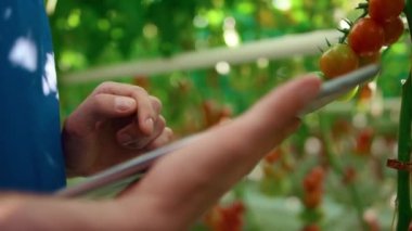 Sera uzmanı tarlada tableti olan bitkileri araştırıyor.