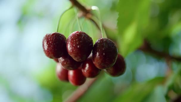 Βρεγμένα φρούτα κεράσι κρέμονται σε δέντρο closeup. Ακατέργαστη τραχύτητα της μακροχώρας. — Αρχείο Βίντεο