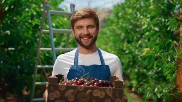 Gardener holding sweet rustic cherry box in outdoor farmland plantation — Stock Video