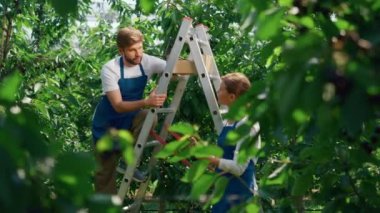 Çiftlik ortakları yaz yeşili tarlalarında hasat meyve sürecini analiz ediyorlar.