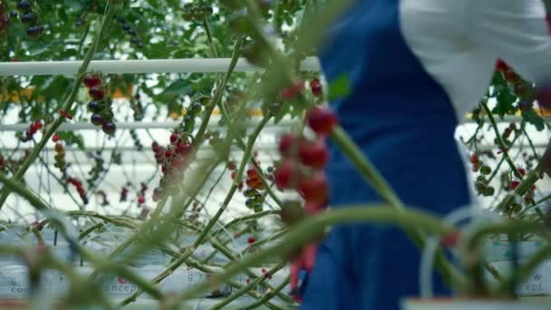 Agricultor caminhando plantação de tomate colheita fazenda. Conceito de negócio do campo. — Vídeo de Stock