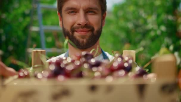 Cámara agrónoma con caja de cereza en invernadero de plantación moderna. — Vídeos de Stock