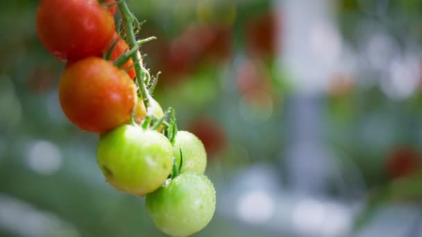 Rood groene cherry tomaat rijping op plant stam closeup. Rauwe biologische groenten — Stockvideo