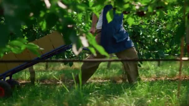 Agronom bewegt Ernteboxen mit Früchten in grünem, sonnigem Gartenkonzept — Stockvideo