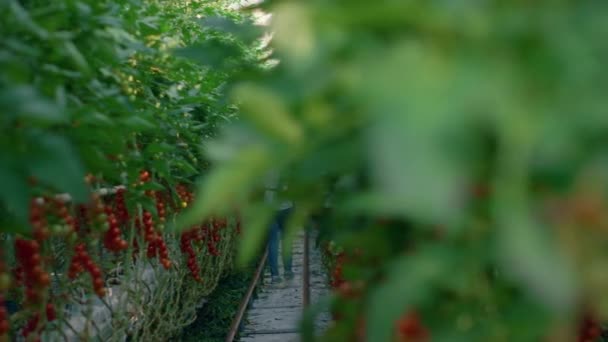 Rolnik agronomist kontroli uprawy pomidorów zbiory żywności ekologicznej w szklarni. — Wideo stockowe