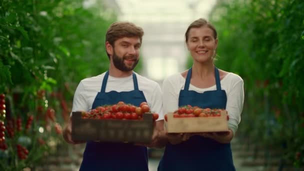 Couple d'entrepreneurs cultivant des tomates boîte à légumes au marché des agriculteurs d'affaires. — Video