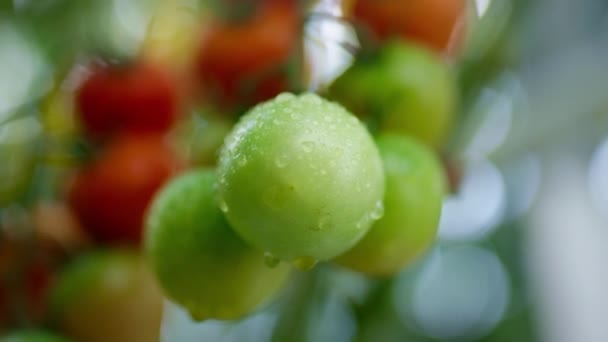 Краплі рослини роси помідори дозрівають на овочевій фермі крупним планом. Висока антиоксидантна концепція — стокове відео