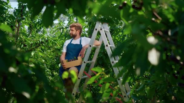 Pracownik gospodarstwa rolnego trzymający skrzynkę wiśniowej słonecznej plantacji wsi uśmiechnięty — Wideo stockowe