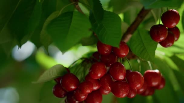 Saftigt mogna fruktklasar redo skörd på träd. Rå natur vitaminnäring. — Stockvideo