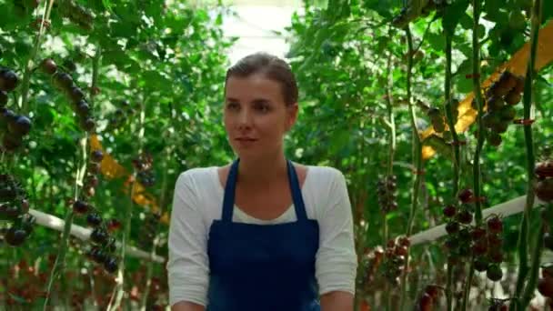 Miła kobieta uprawia plantację pomidorów do analizy zbiorów. Przemysł rolny na zewnątrz. — Wideo stockowe