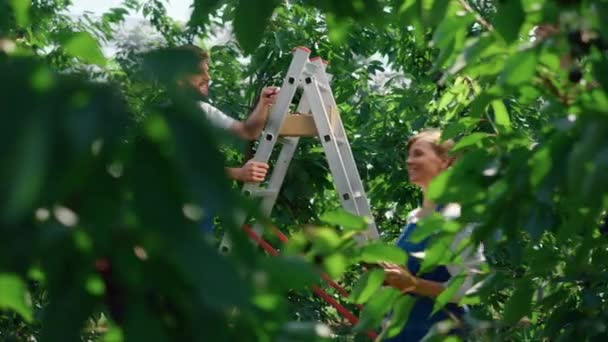 Equipo de jardineros recogiendo frutas en grandes tierras agrícolas orgánicas disfrutando del proceso — Vídeos de Stock