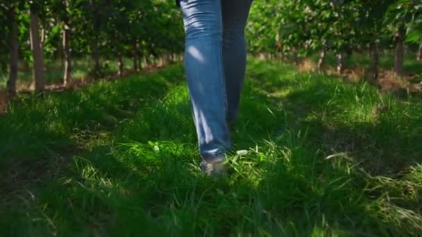 Nahaufnahme Agronom geht auf Land Plantage Kontrolle der Qualität der Bäume — Stockvideo