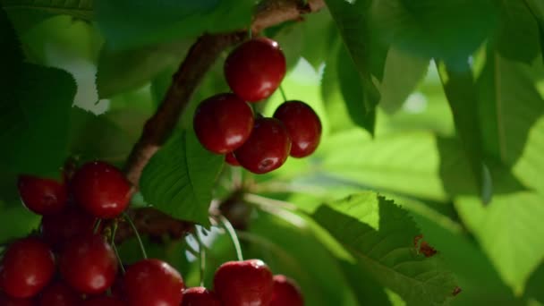 Rama orgánica de hojas de cerezo en plantación agrícola. Maduración de las bayas en invernadero — Vídeos de Stock