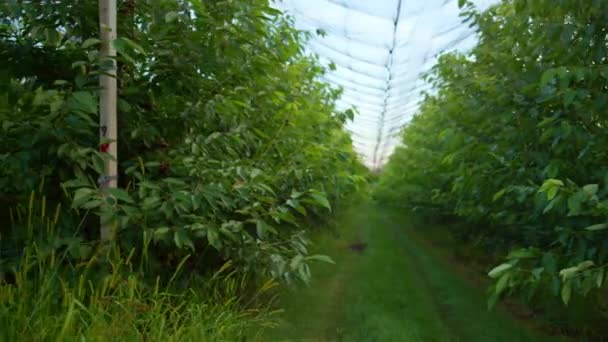 Plantação ecológica de agronegócios em terras agrícolas. Jardim de frutas vazio pomar. — Vídeo de Stock