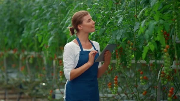 Botanisk vetenskaplig utrustning som inspekterar odlingsväxter i tomatväxthus — Stockvideo