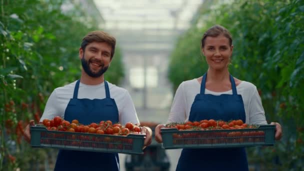 Pareja agricultores sosteniendo jaulas de tomates en la moderna casa de plantación de agricultura — Vídeos de Stock