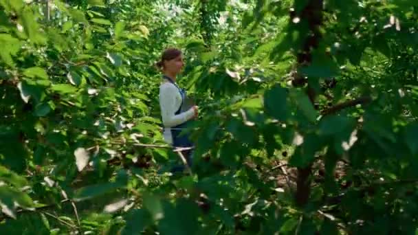 Landbouwspecialist inspecteren oogst van bomen in groene tuin met tablet — Stockvideo