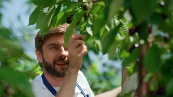 Сад працівник збирає вишневі гілки, насолоджуючись зеленими плантаціями. Агро концепція — стокове відео