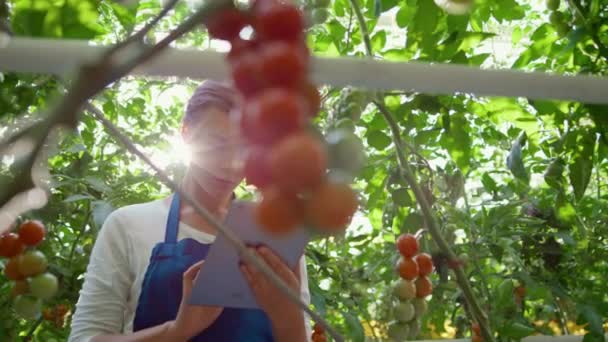 Boer vrouw onderzoek tomaten analyseren van de groei met tablet op boerderij portret — Stockvideo